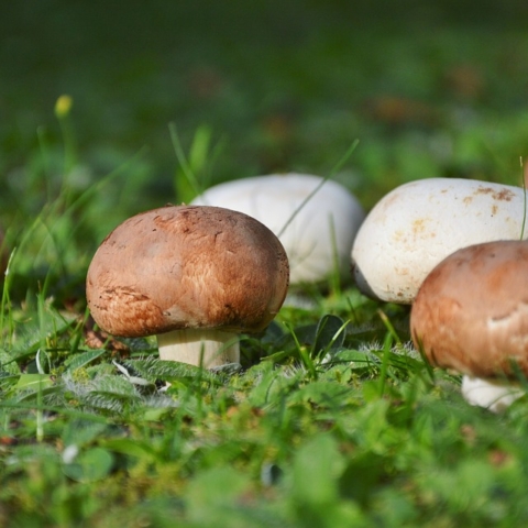 agaricus-blazei-murrill-mushroom